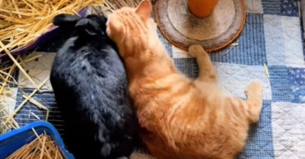 Regardez cette vidéo adorable d’un chat et d’un lapin qui partagent un rituel matinal inséparable !
