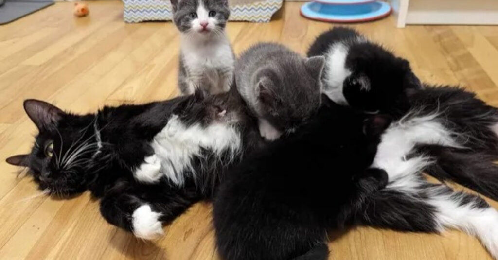 Sauvetage incroyable : 5 vies de chat sauvées grâce à une famille à la recherche de leur chat perdu !
