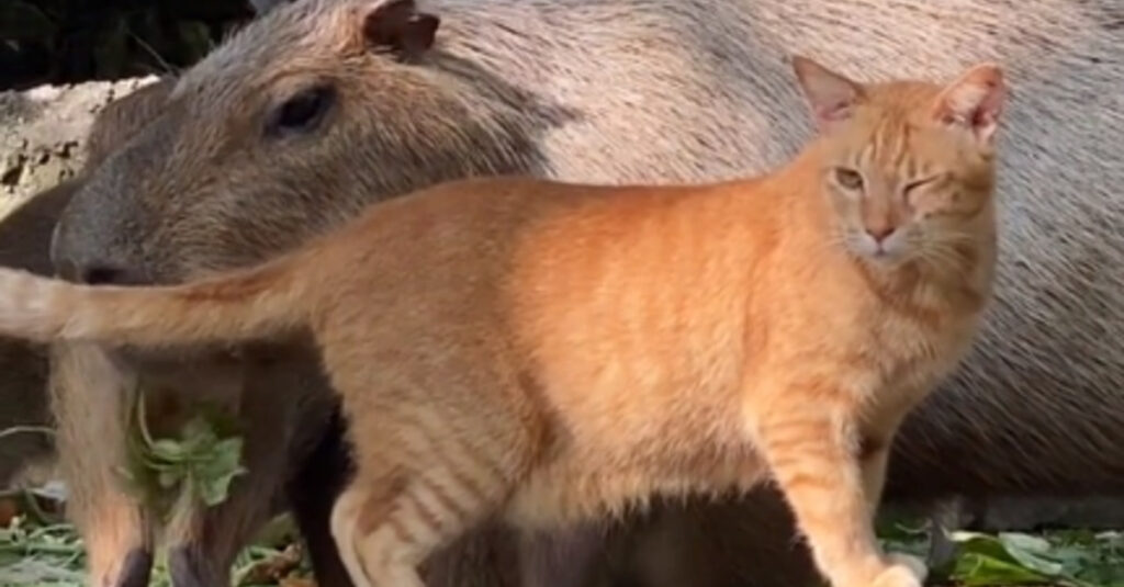  »Un chat abandonné trouve refuge au sein d’une famille étonnante de rongeurs géants ! (vidéo) »
