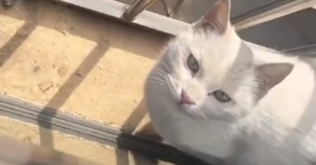 Un chat errant retrouve sa bienfaitrice et partage un « bon plan » avec ses potes (vidéo)