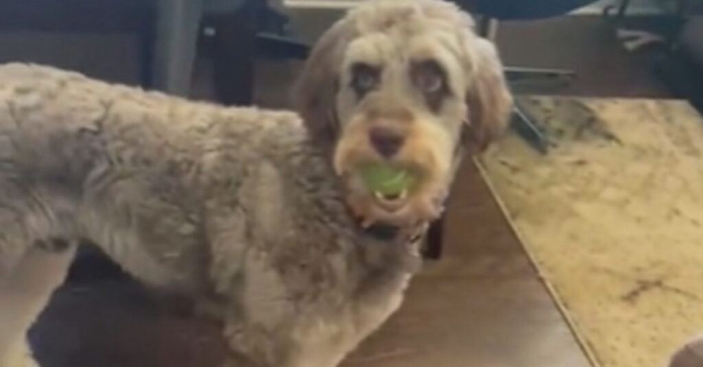 Un chien affamé est contraint d’abandonner sa balle pour sa friandise : Regardez la vidéo !