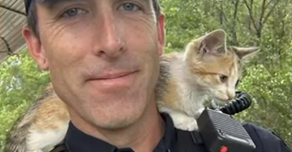Un policier ‘homme à chiens’ craque pour un chaton jeté d’une voiture : découvrez sa réaction émouvante