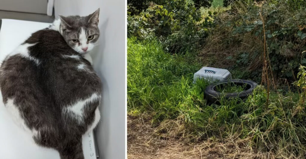 Urgence: Chatte obèse souffrant gravement, abandonnée sous soleil de plomb !