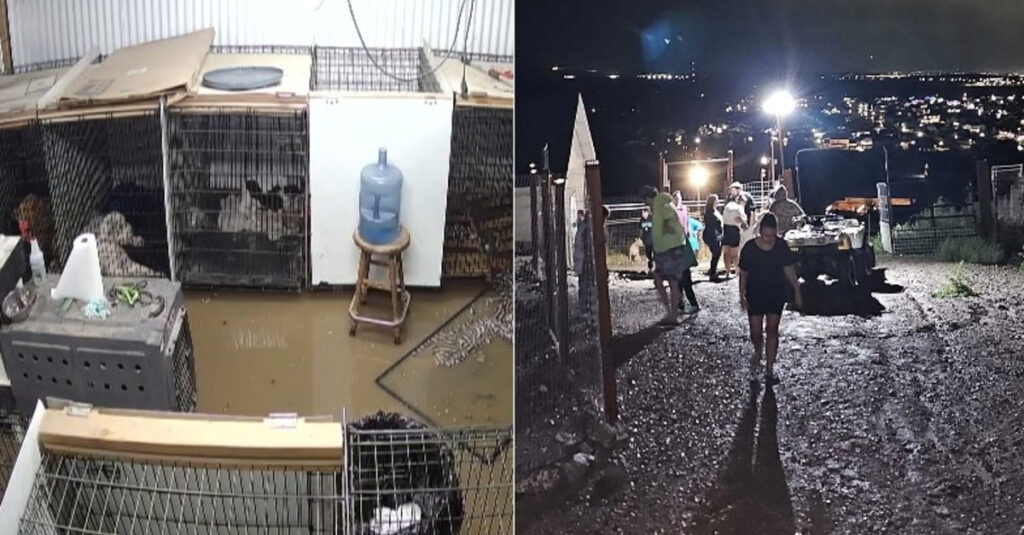 Urgence : Personnes mobilisées pour sauver chiens d’un refuge inondé !