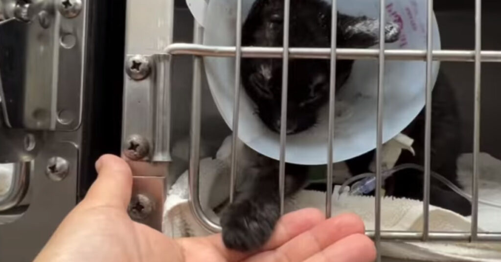 Vidéo : Incroyable résilience de ce chat brûlé lors des feux à Hawaï