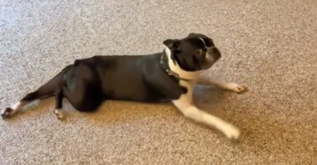 Vidéo : Regardez ce Boston Terrier faire un show déjanté après une coupe de griffes !