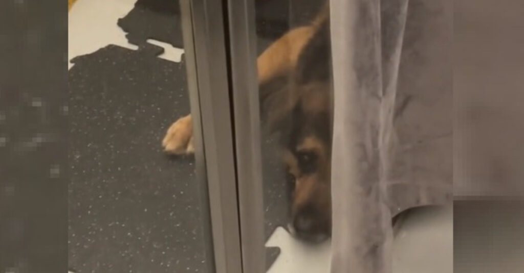 Vidéo : Un chien abandonné trouve enfin le bonheur après 8 ans de solitude !