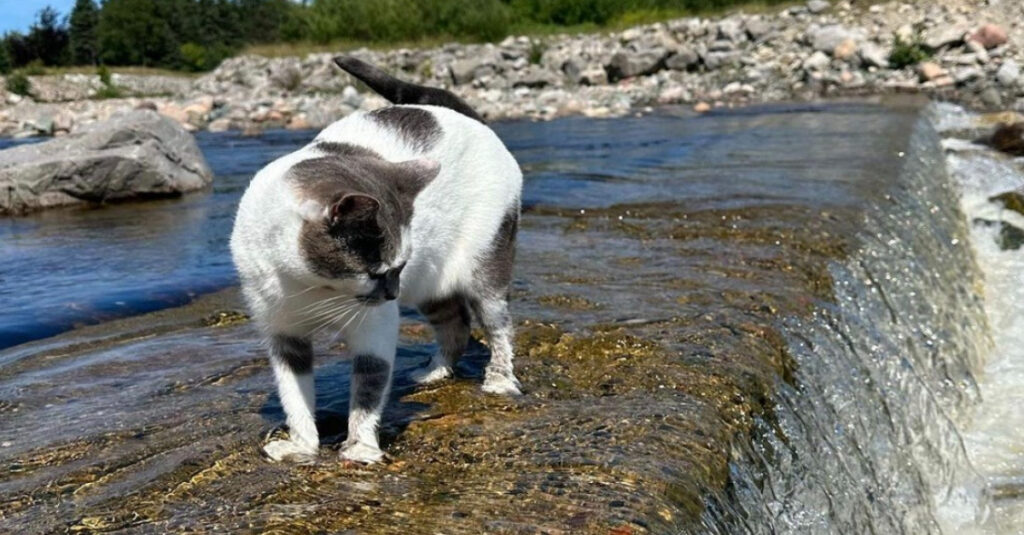Vidéo : Une chatte surprenante saute dans l’eau pour défier les stéréotypes !