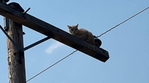 Une chatte découvre la neige pour la première fois avec un ami unique