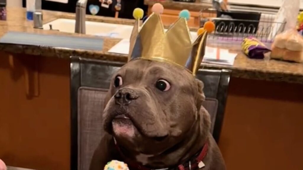 3,6M de personnes hilares devant l’anniversaire de l’American Bully : la vidéo qui fait le buzz!