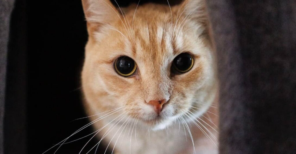 Ce chat adorable attend depuis 500 jours d’être adopté, sa réaction en voyant sa future famille va vous émouvoir (vidéo)