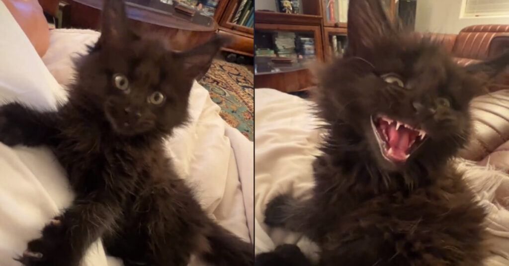 Ce chaton Maine Coon miaule d’une manière incroyable qui vous laissera sans voix (vidéo)