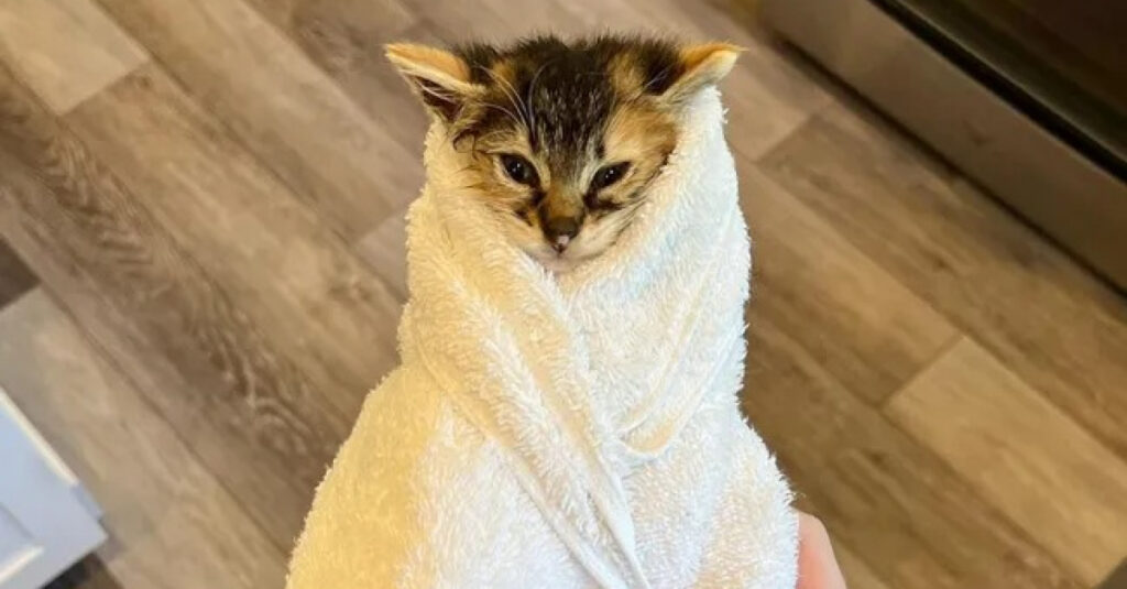 Ce chaton sauvage étonné découvre la confiance envers les humains grâce à une serviette