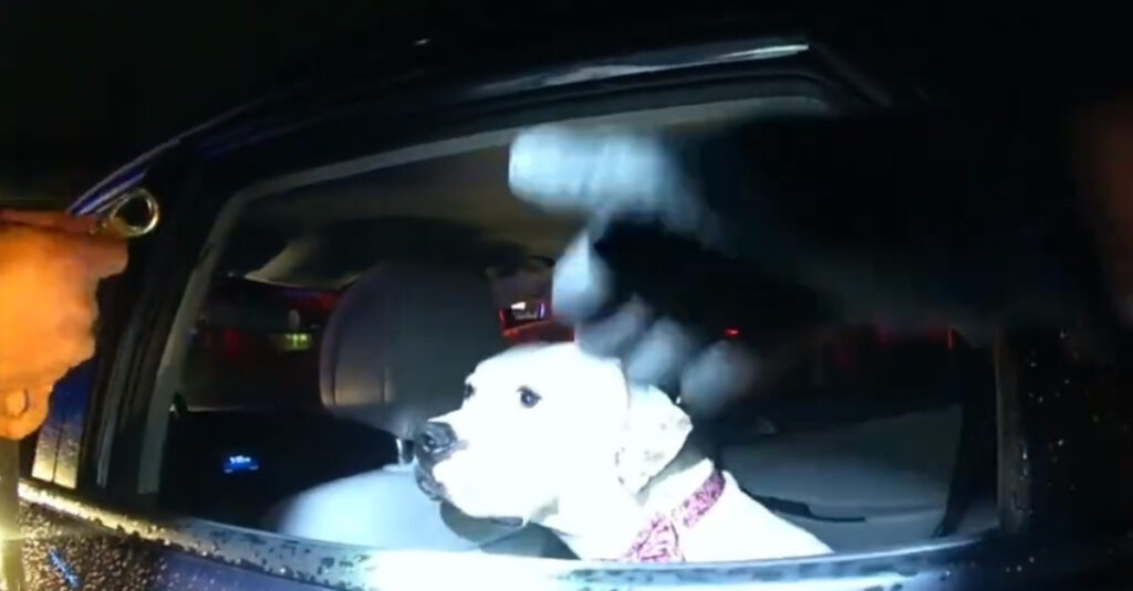 Ce chien volé séduit un policier avec une histoire d’amour émouvante !