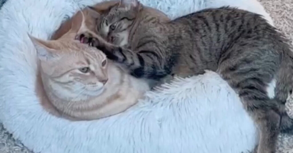 Ces 2 chats si proches vont vous faire craquer (vidéo)