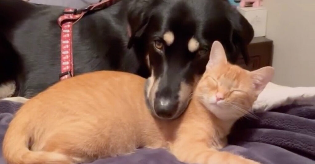 Chienne sauve chaton abandonné : leur incroyable amitié fait fondre le cœur (vidéo)