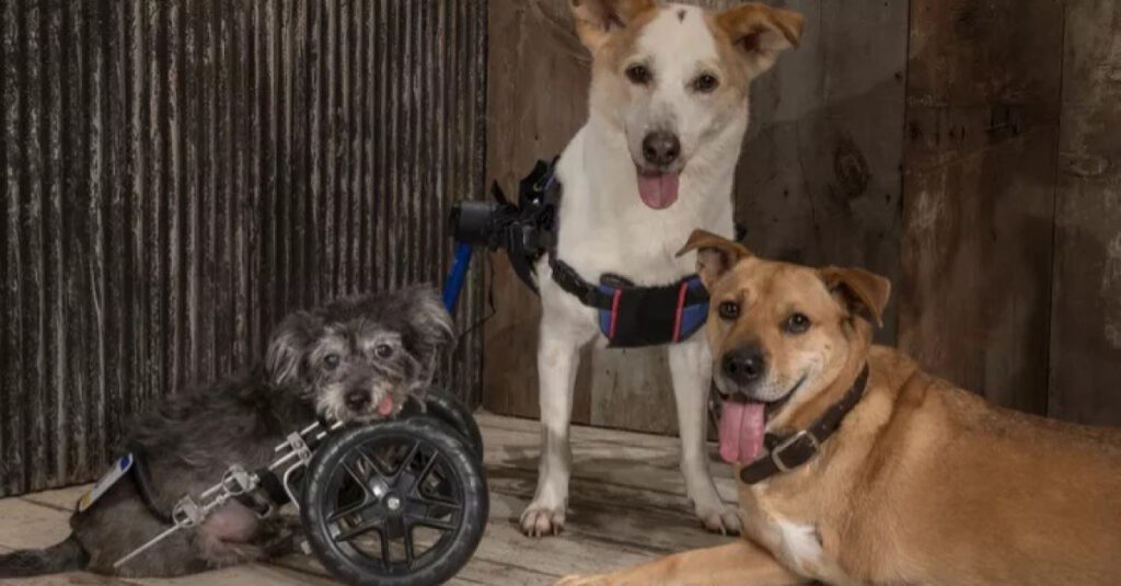 Découvrez comment 3 chiens à 2 pattes redonnent espoir aux patients d’un hôpital de rééducation !