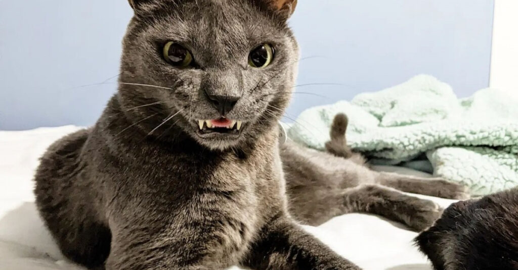 Découvrez comment ce chat au sourire atypique aide à détecter des maux de ventre chez les félins !