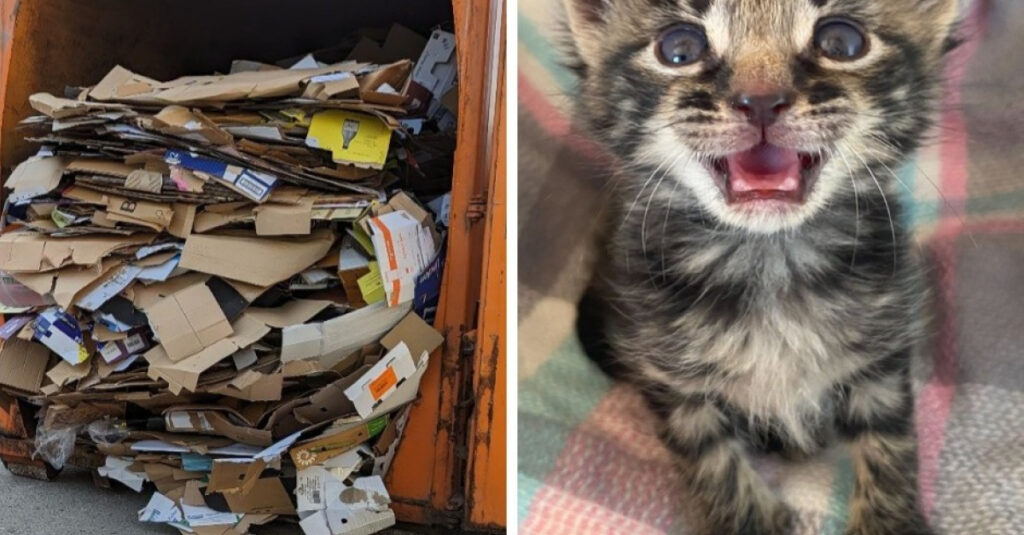 Drame : Chatte et chaton coincés dans une avalanche de cartons !