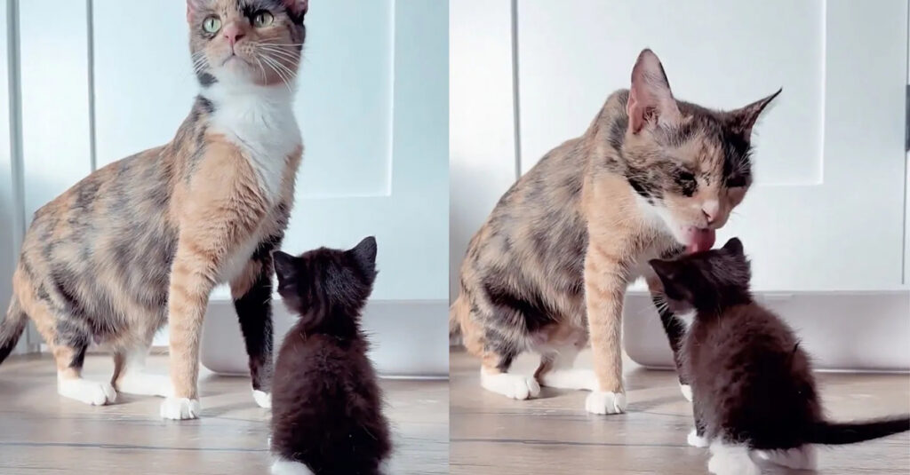 Émouvante histoire d’amitié : Destin lié de 2 adorables chattes en foyer d’accueil révélé (vidéo)