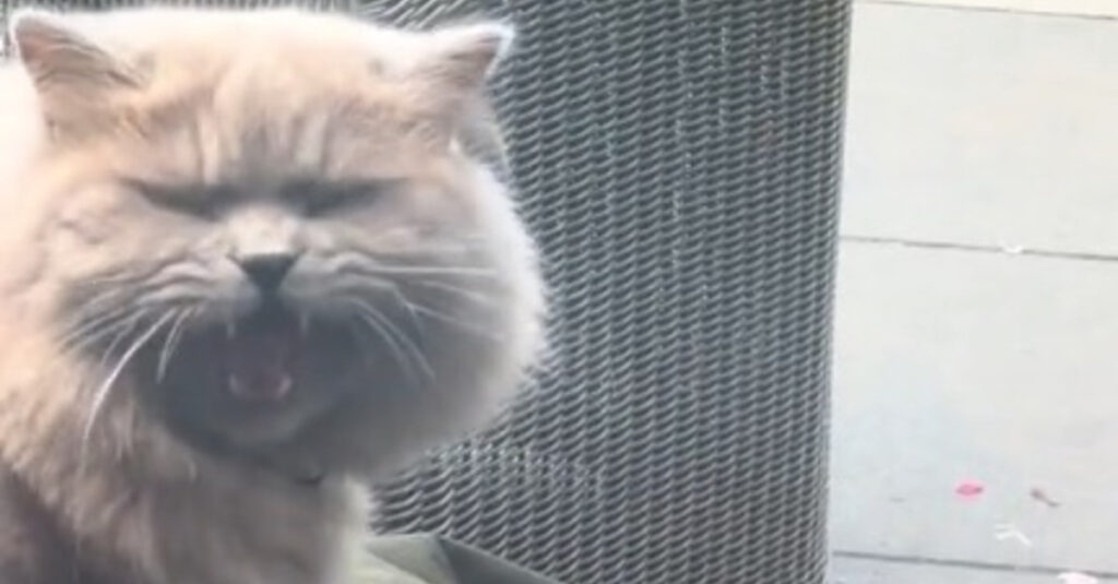 Fou rire assuré : ce chat créé le chaos en étant coincé dehors (vidéo)