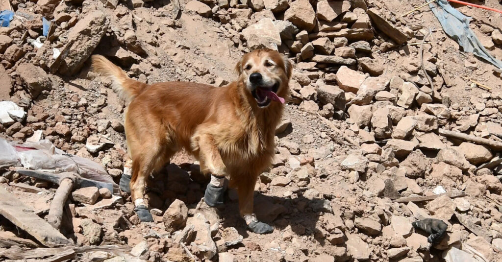 Héros canin : Le Golden Retriever en mission pour sauver les victimes du séisme au Maroc !