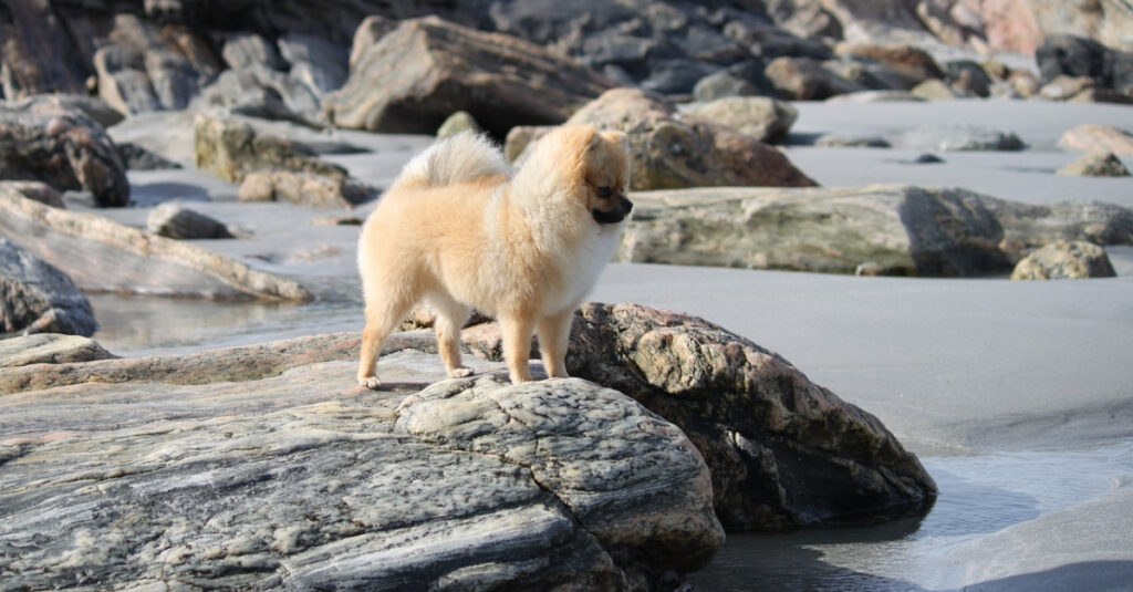 Inconnu sauve chien en crise d’épilepsie sur le bord de mer : Un miracle !