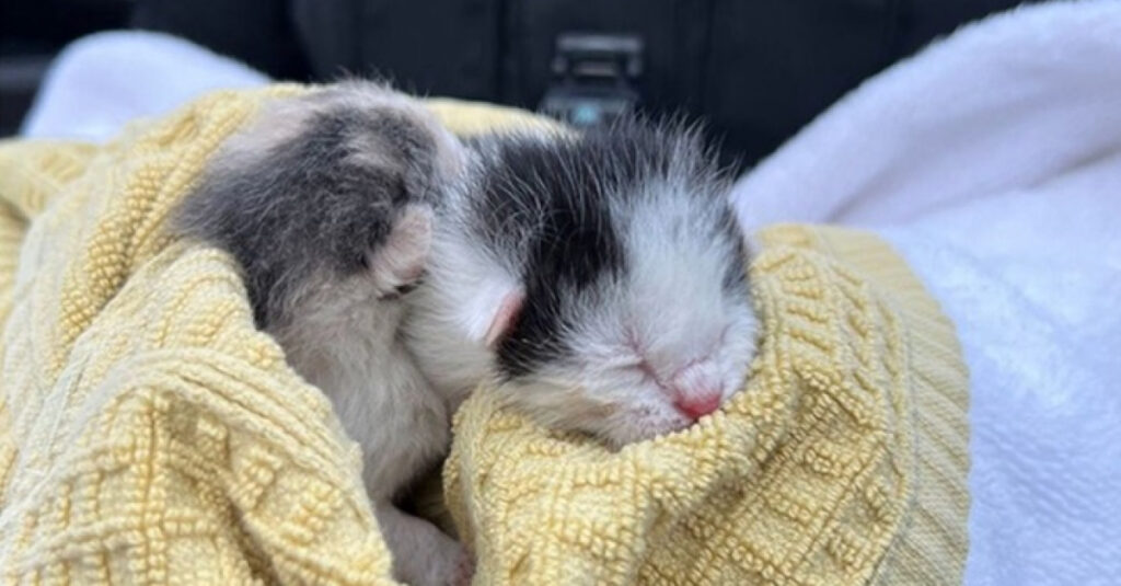 Incroyable ! Ces 2 chatons jetés d’une voiture en marche ont survécu grâce à cette astuce étonnante !