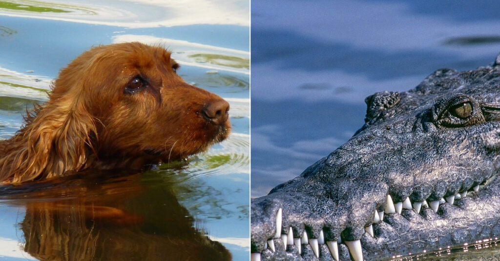 Incroyable : Les crocodiles sauvent un chien pris au piège dans une rivière !
