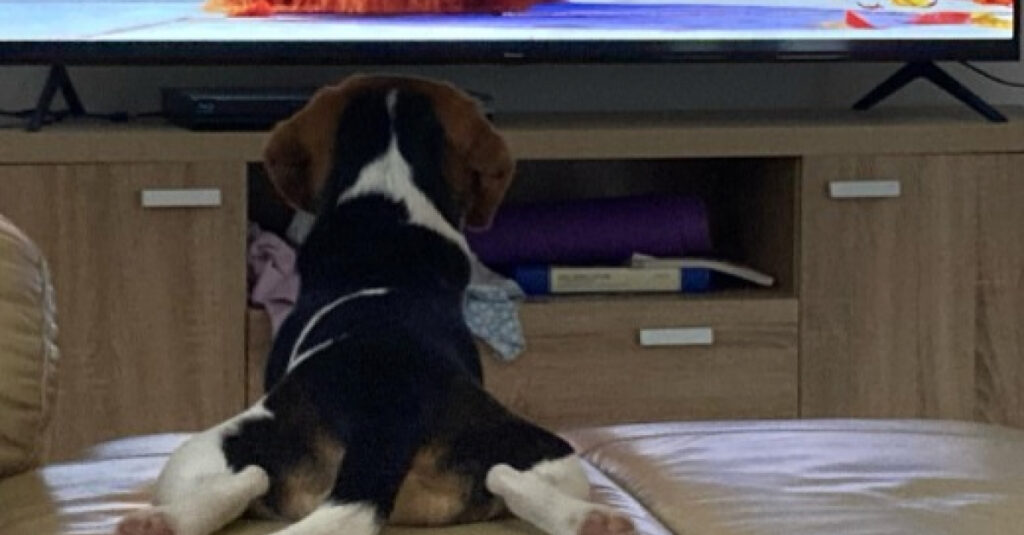 Incroyable ! Un Beagle réagit comme un enfant devant la télévision !