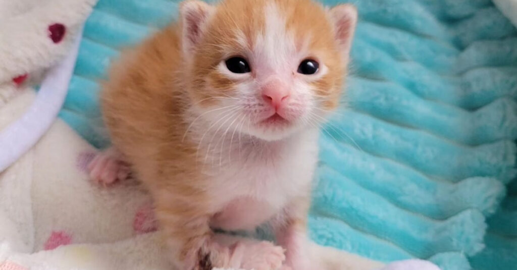 Incroyable : Un chaton orphelin reprend vie grâce à un bébé abandonné !