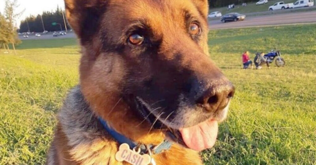 Incroyable : Un chien fidèle disparaît 10 mois après avoir creusé un trou dans son jardin !