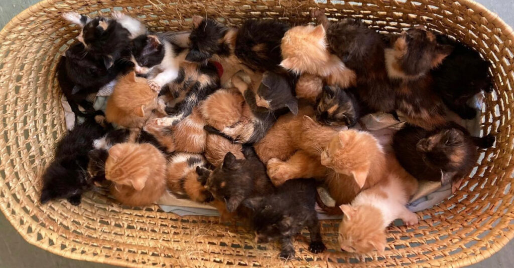 Incroyable découverte : 26 chatons abandonnés dans un panier devant un refuge !
