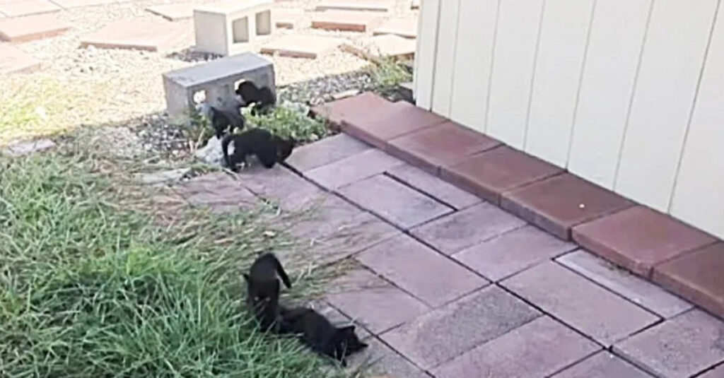 Incroyable découverte sous une maison : 5 chatons cachés révèlent un secret troublant ! (vidéo)