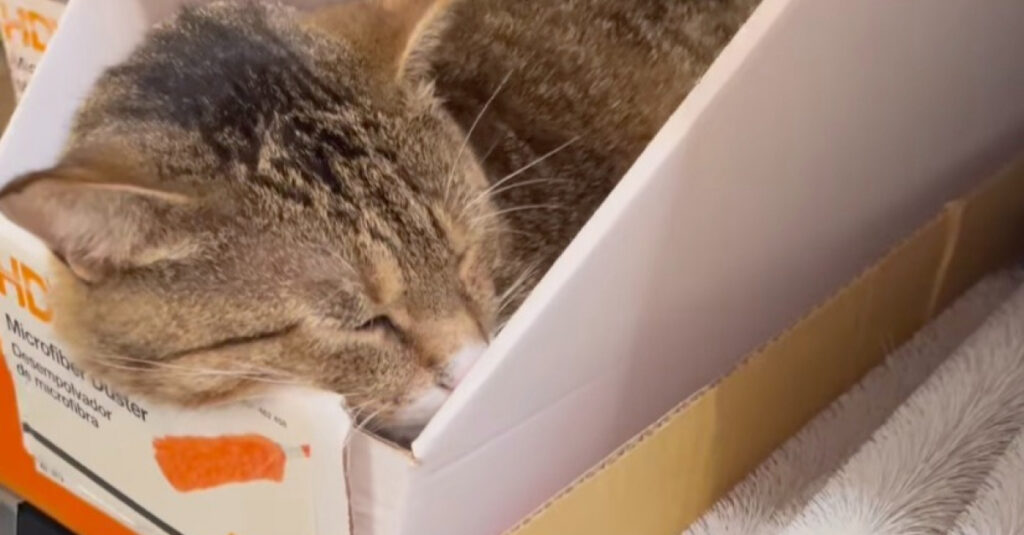 Incroyable : le chat roi du bricolage dans un grand magasin innove ! (vidéo)