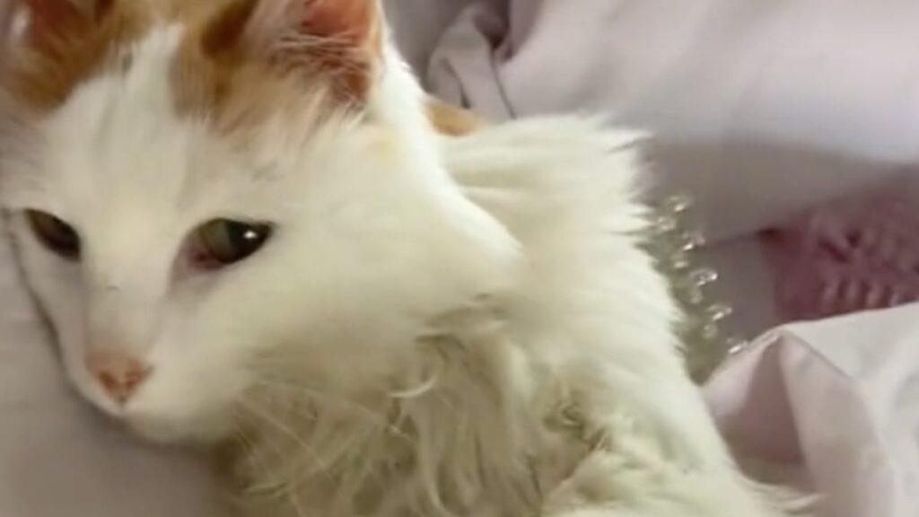 Incroyable transformation d’un chat de 20 ans ! Regardez cette vidéo surprenante.