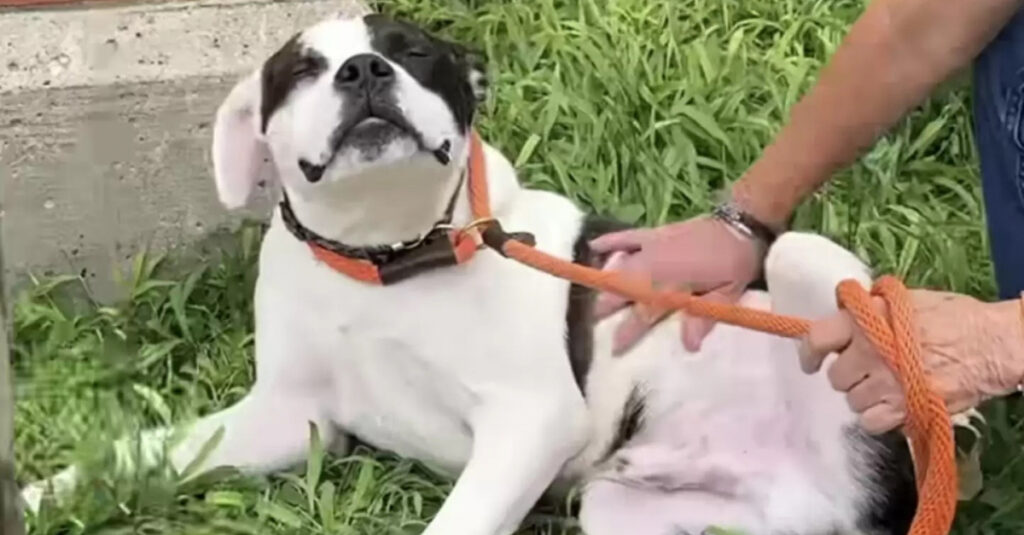 Incroyable transformation d’un chien errant  : sa première caresse change tout ! (vidéo)