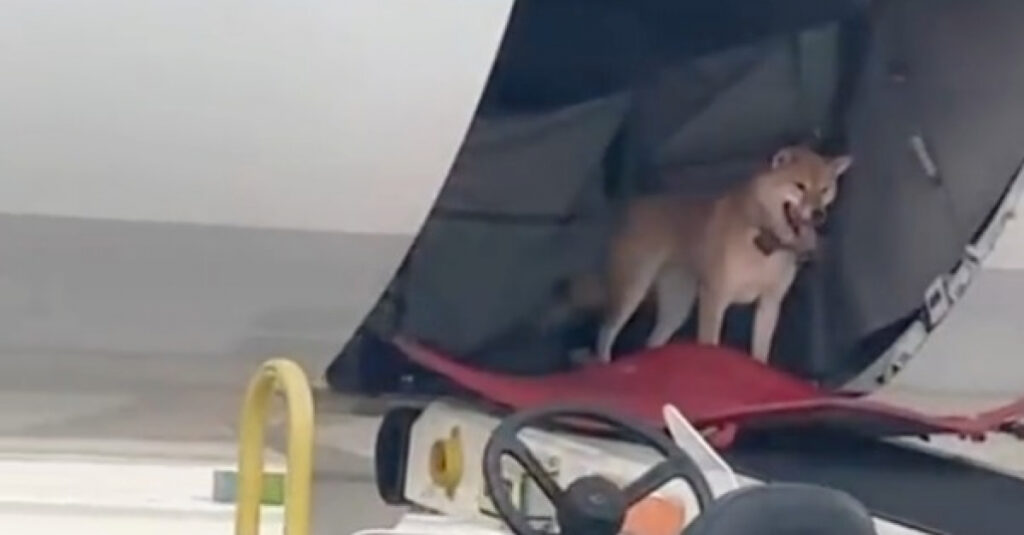 Incroyable : une chienne s’échappe en plein vol de la soute d’un avion ! (vidéo)