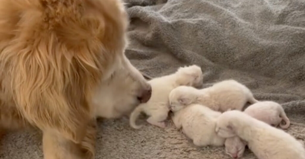 Incroyable vidéo : Chienne âgée adopte des chatons Ragdolls et nous montre son instinct maternel !