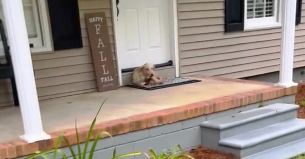 Incroyable vidéo : Femme horrifiée par un chien errant et affamé devant sa porte !