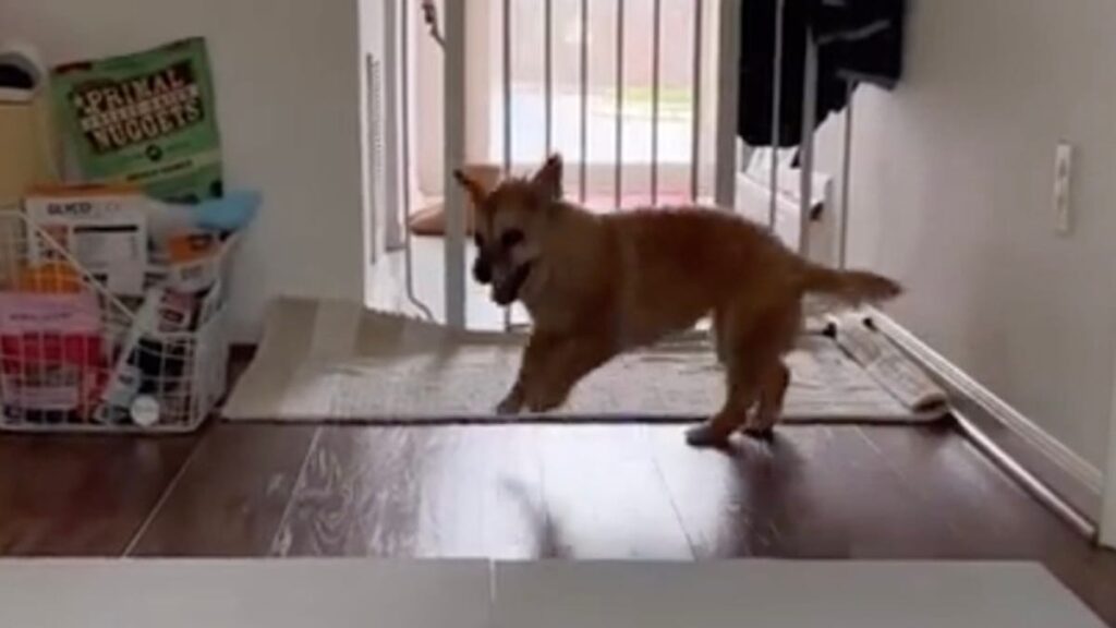 La routine hilarante de ce chien âgé après le bain fait le buzz auprès de 16M de personnes (vidéo)