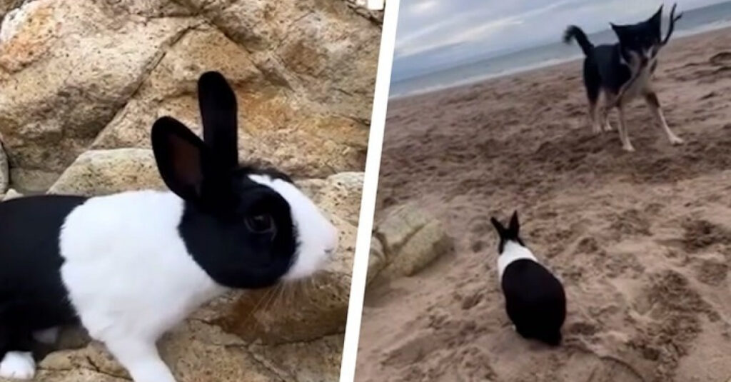 Lapin et chien unis en une adorable complicité : la vidéo qui déborde de tendresse à la plage !
