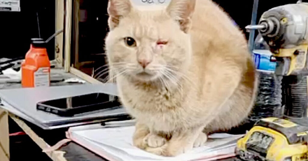 Le chat errant dit adieu à la solitude avec une grave blessure à l’œil ! (vidéo)