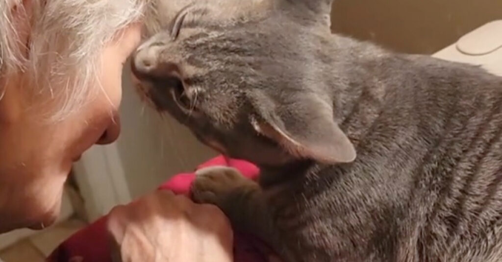 Le chat et la grand-mère : leur incroyable complicité étonne tous les internautes (vidéo)