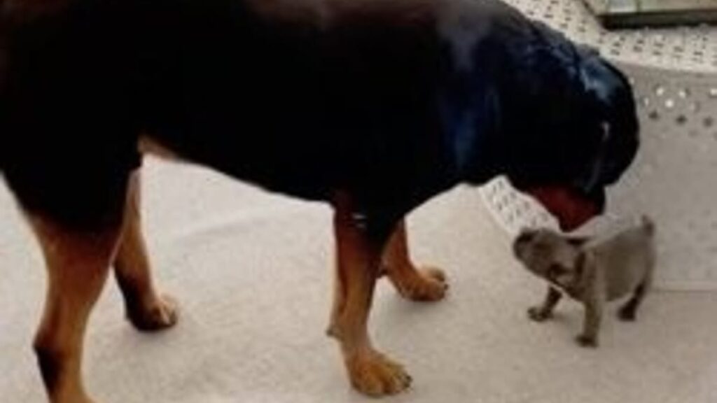 Mini chiot provoque un Rottweiler : découvrez l’imprévu ! (vidéo)