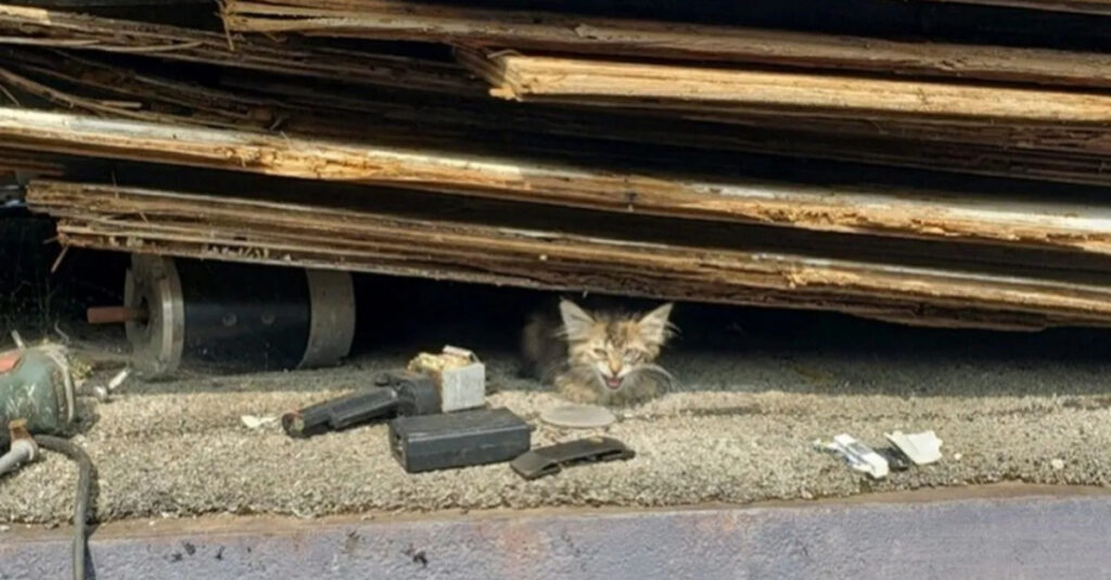 Promeneur sauve chatonne emprisonnée sous des décombres, la scène est bouleversante !