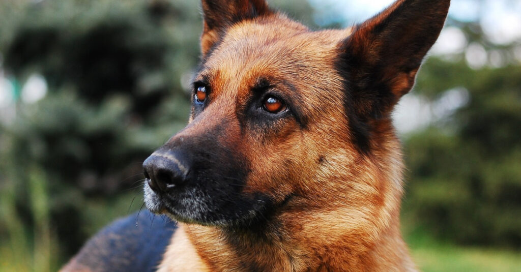 Sauvetage héroïque : Un homme secourt une chienne battue, scène choquante !