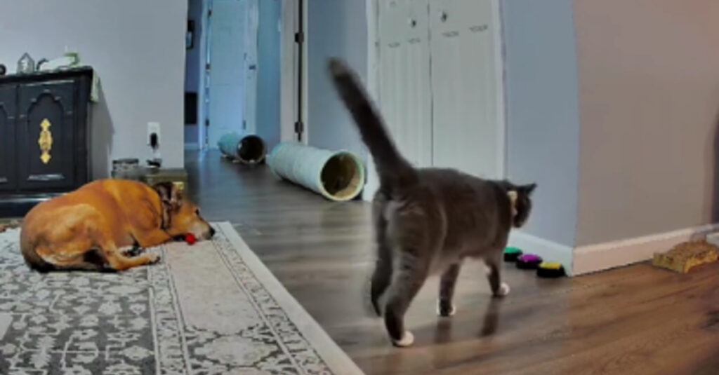 Un chat révolutionnaire communique en rébellion par des boutons : sa vidéo hilarante va vous scotcher !