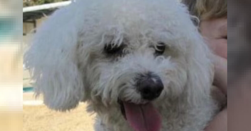 Un chien perdu depuis 12 ans miraculeusement retrouvé grâce à une puce détectée par un agent : son incroyable histoire !