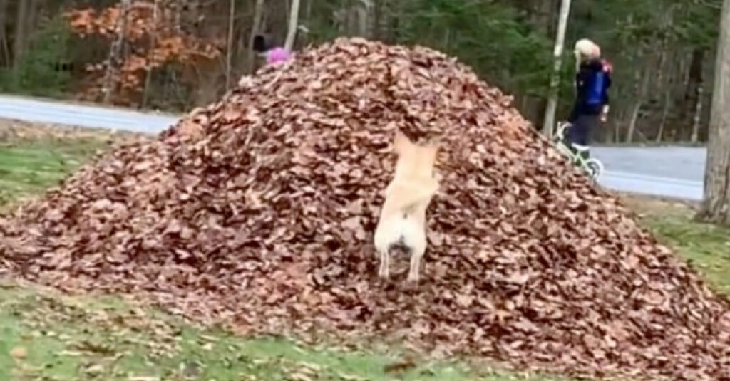 Une chienne senior renversante joue telle une jeune chiot à l’automne, et c’est gazeux! (vidéo)